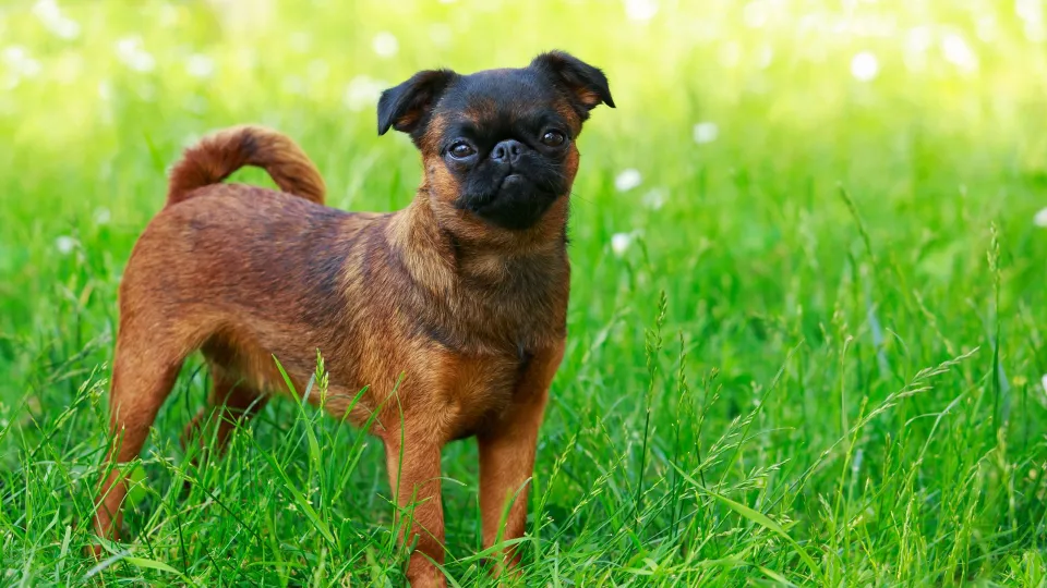 Griffon Bruxellois